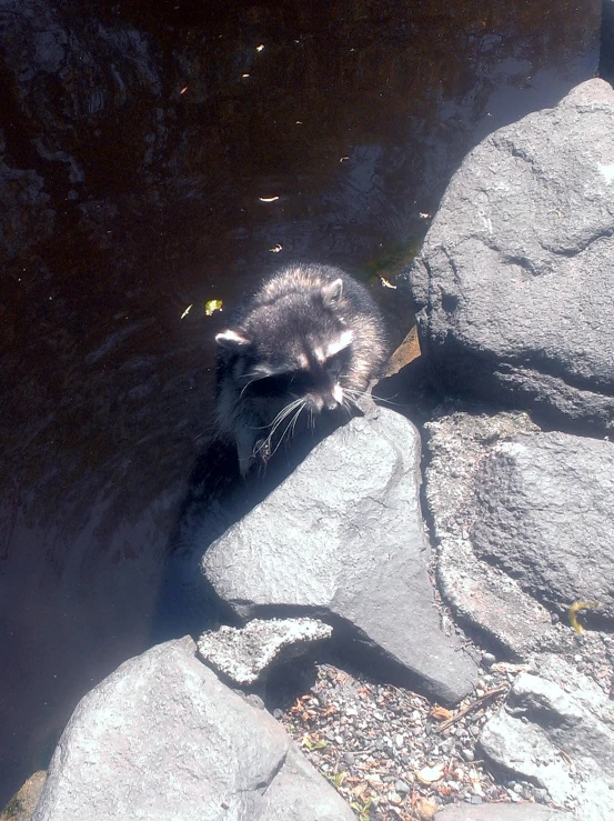 a baby rac drinking from a lake