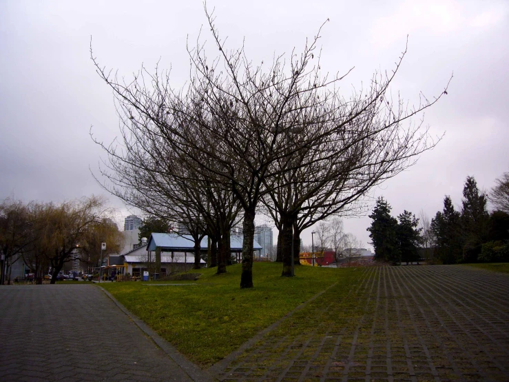 a paved path leading to an orchard on a cloudy day