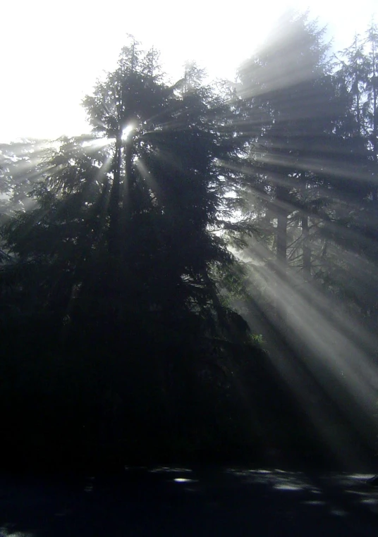 the sun beams are shining through the trees on this snowy mountain