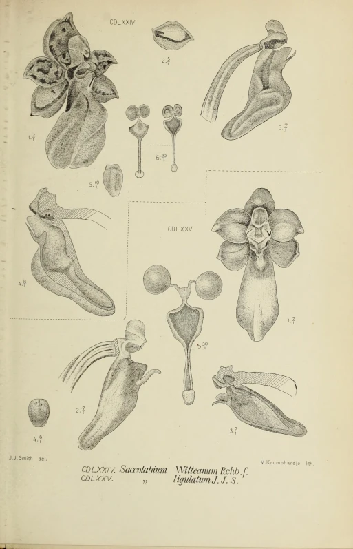 a drawing of various flowers on the page