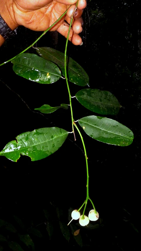 a person's hand reaching for some leaves