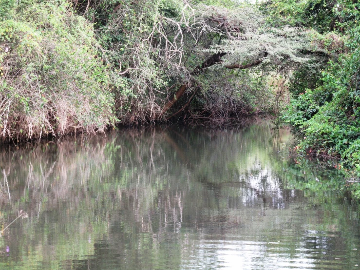 a small body of water with trees surrounding it