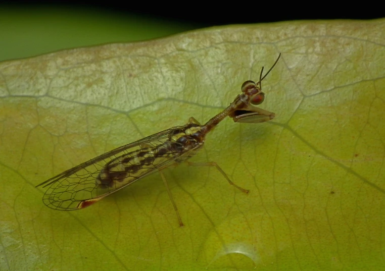 the flies are sitting on top of the leaf