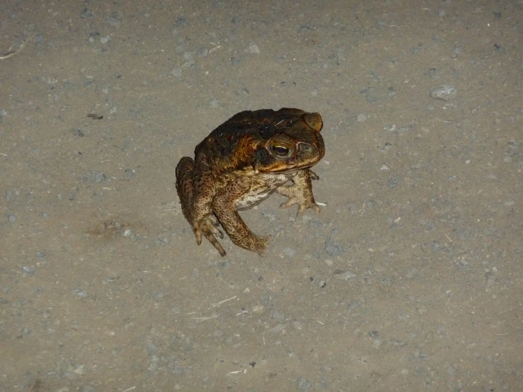 an image of a toad that is sitting on the ground