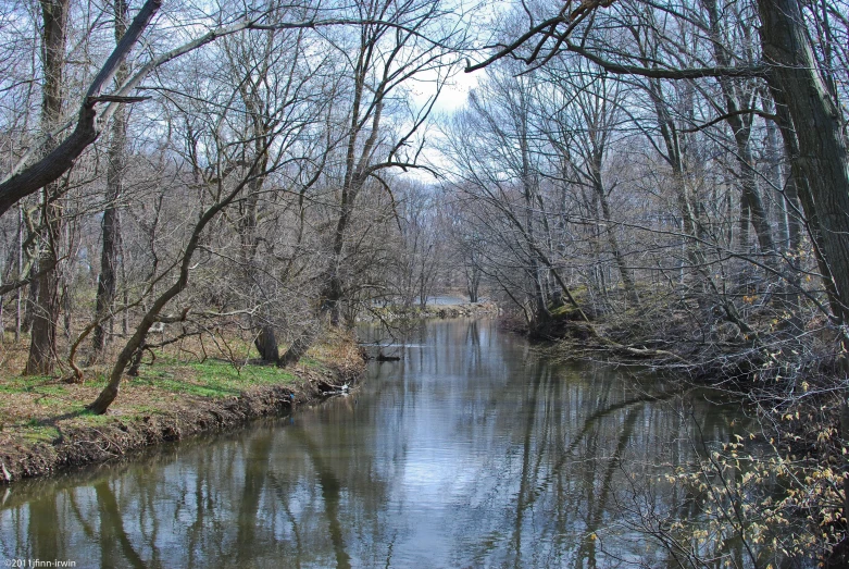 a small stream in the woods with trees around it