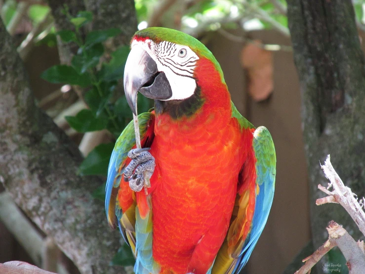 a colorful parrot perched on a tree nch