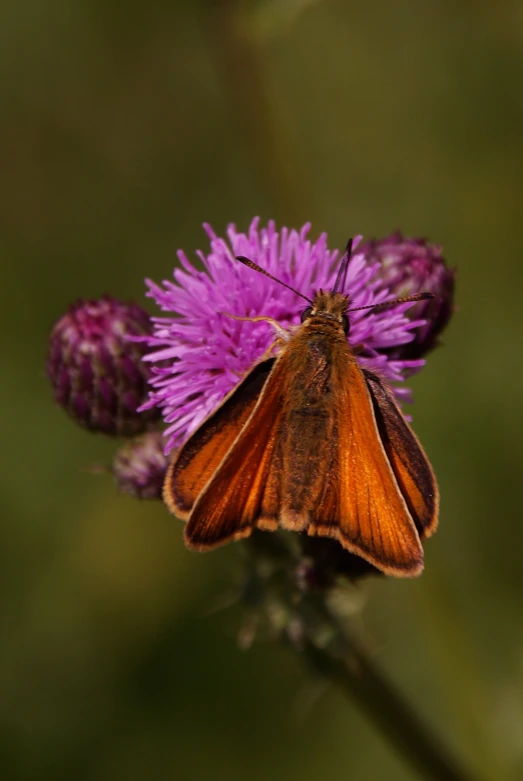 a close up s of a erfly on some purple flowers