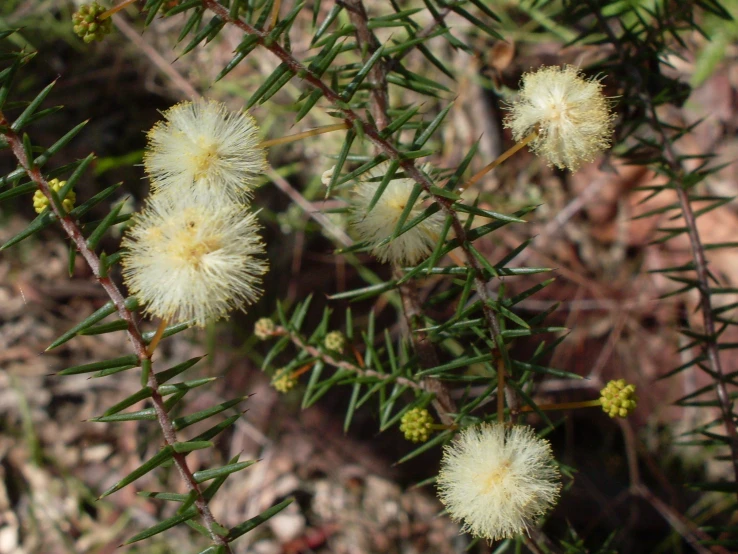 three white flower heads on the needles of a tree