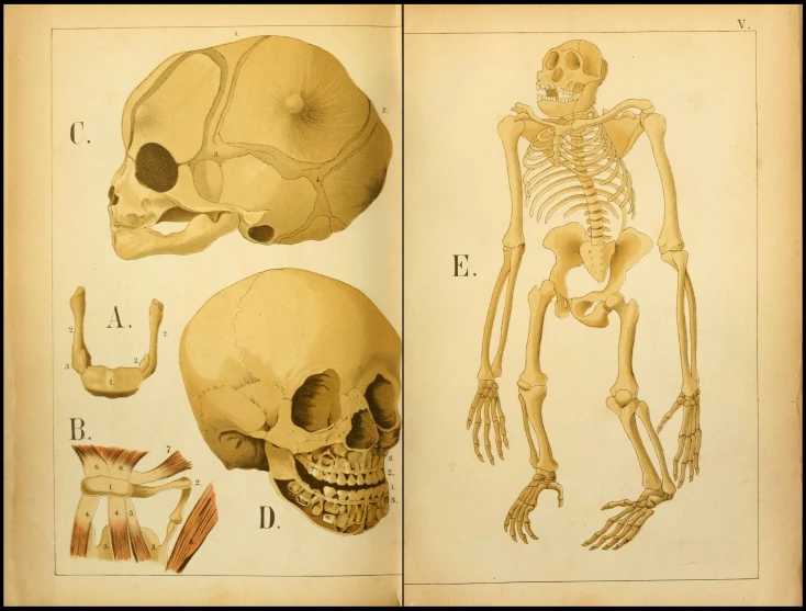 a book with illustrations of skeletal bones