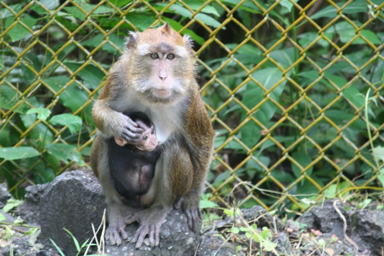 a monkey is sitting down near a fence