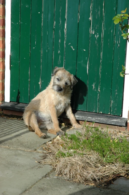 a puppy with brown fur sits on the sidewalk outside