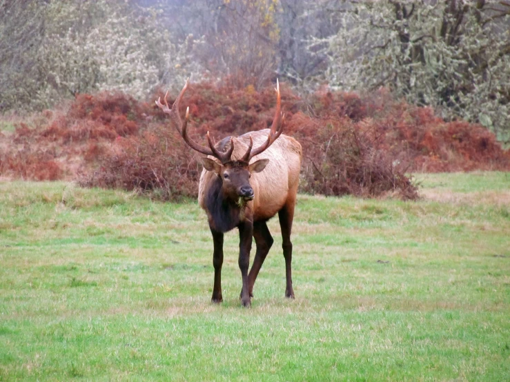 the moose is walking in a field and he is ready to eat