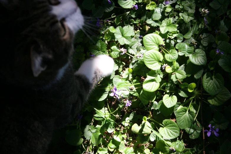 a cat with it's head looking down on some green leaves