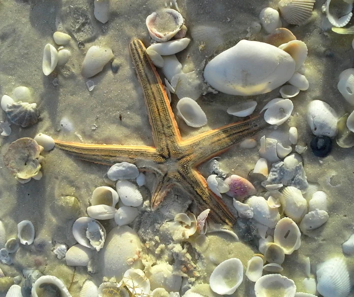 there is a starfish on the sand near some shells