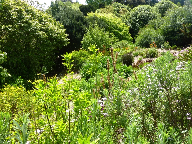 wild flowers in the woods of green color