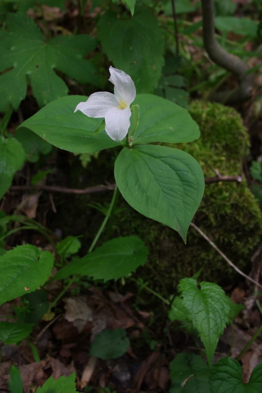 a white flower is surrounded by green leaves