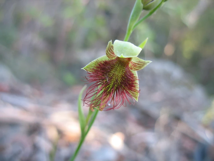 flower blooming on tall stem in outdoors area