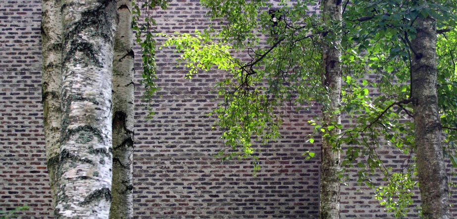 two trees standing near a wall made of bricks