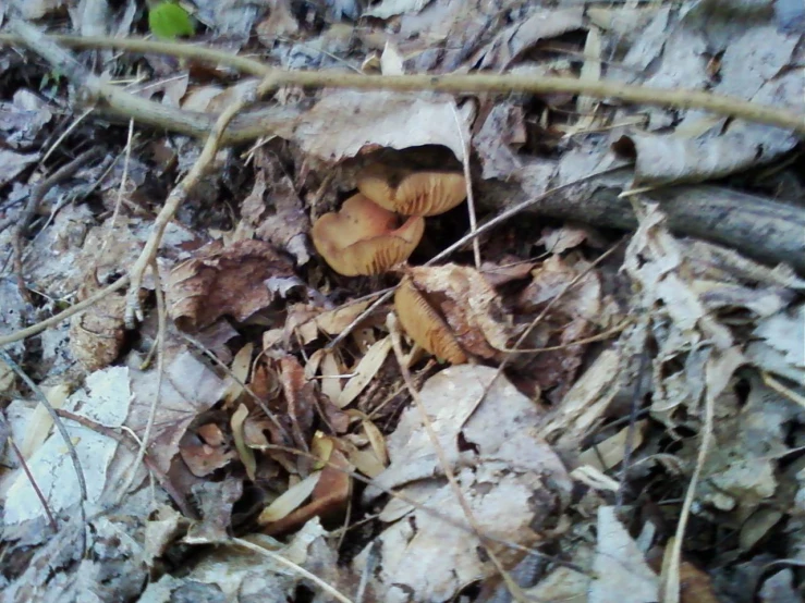 a group of mushrooms growing in the leafy woods