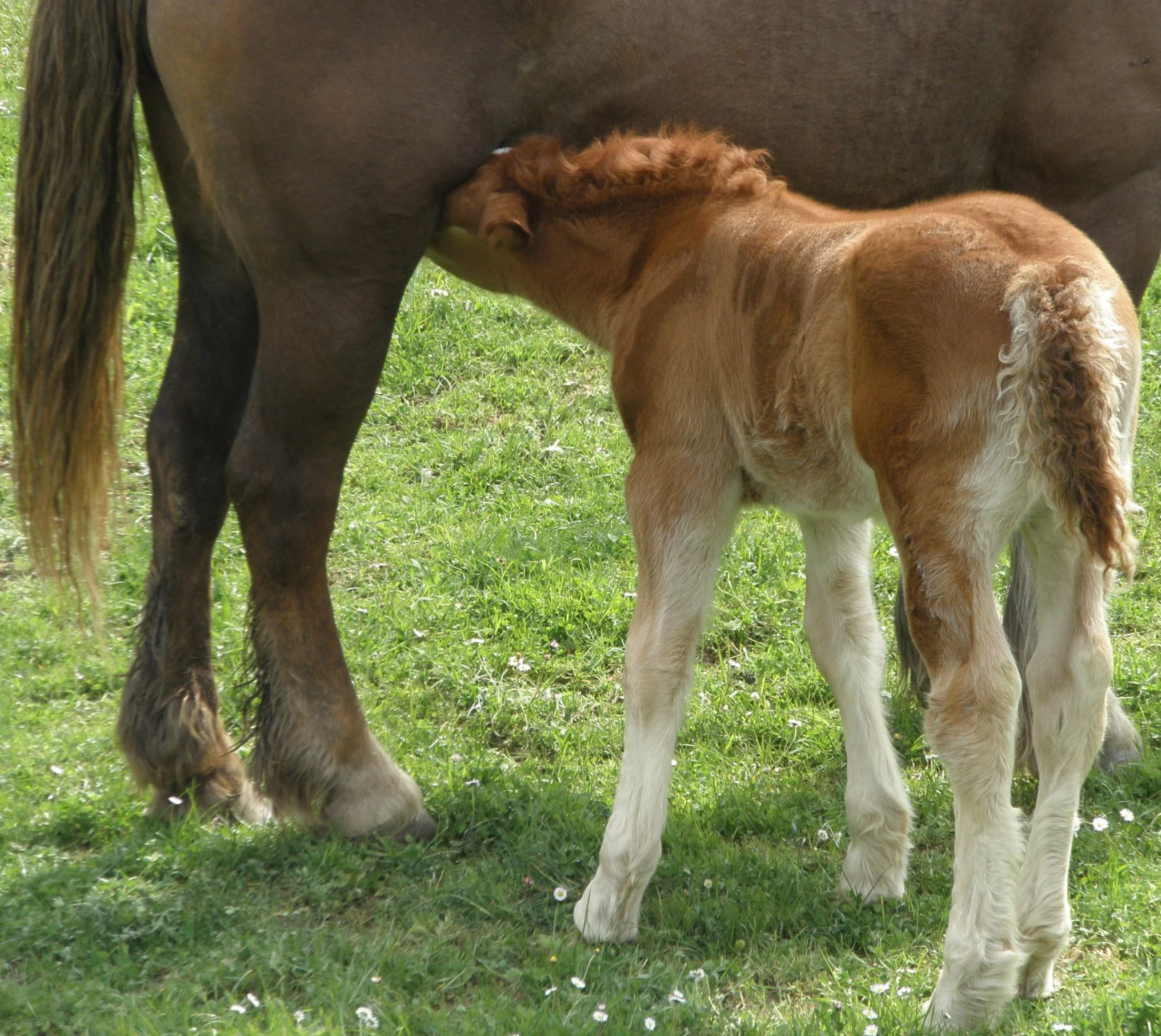 a close up of a baby horse and adult horse