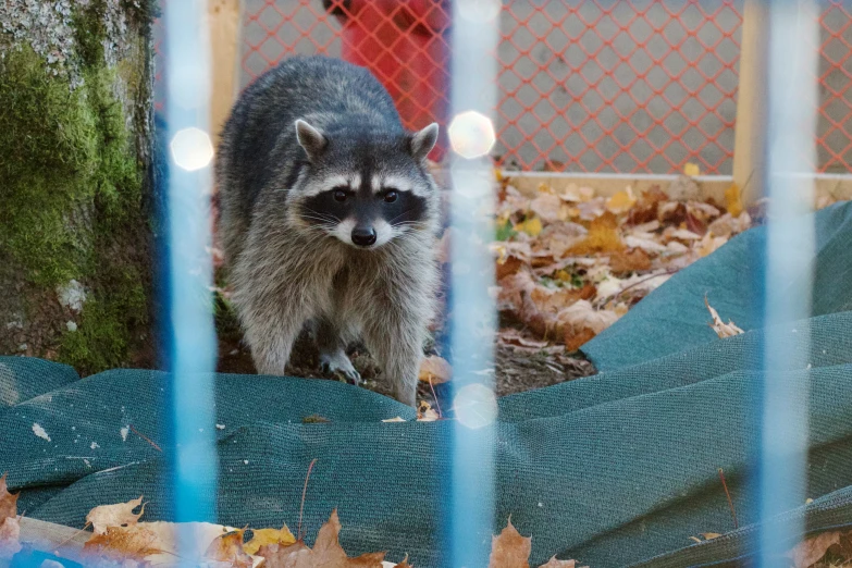 rac is looking through an enclosure at the camera