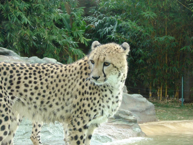 the cheetah is standing on one leg while it's in the middle of the pond