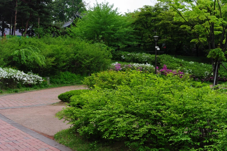 a walkway in front of bushes next to a grassy field