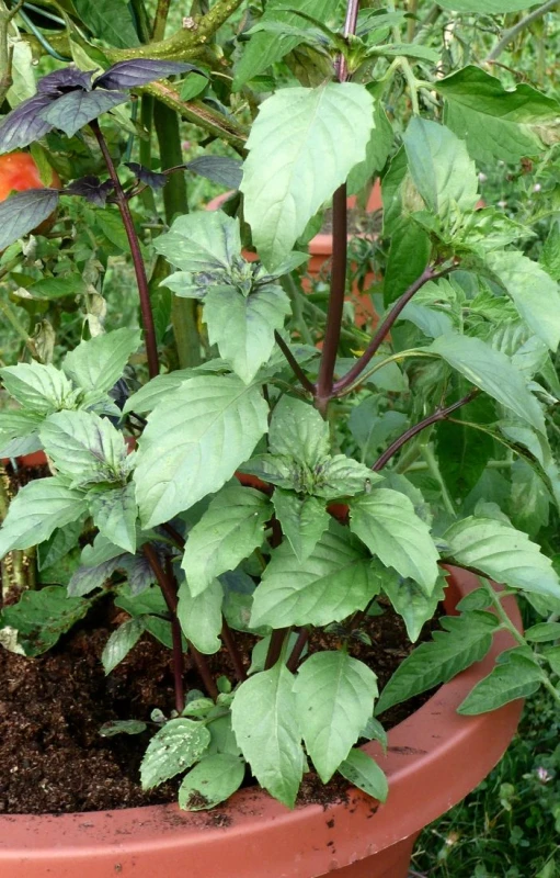 a pot of plants that are growing on a pot