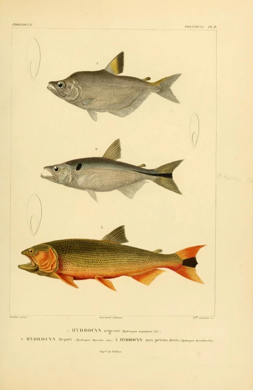 an illustration of different types of fish