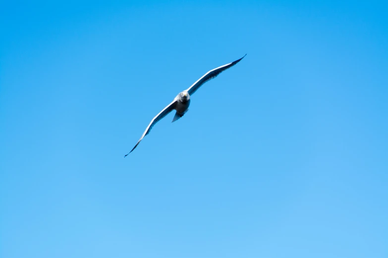 a bird flying in the sky during the day