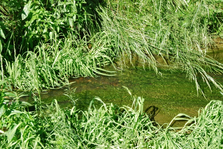 small stream running between grass and weeds in an open field