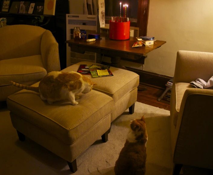two cats are lounging in the living room together