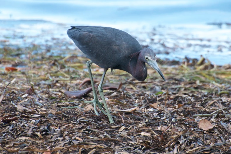 a bird standing on top of leaves on the ground