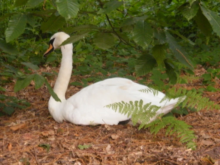 a white swan is laying down in the leaves