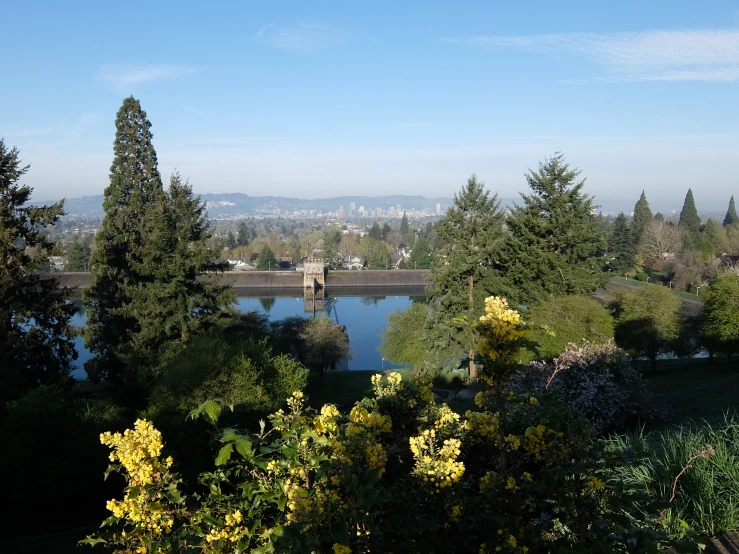 a view over some water with trees around it