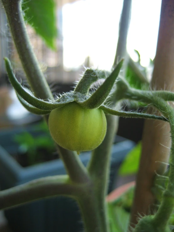 a green tomato on a nch at a tomato plant