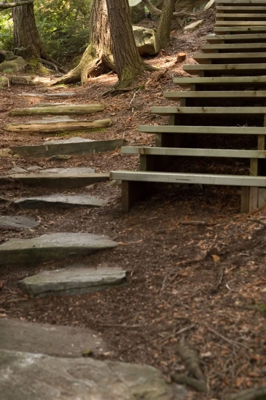 some stairs in the middle of a forest