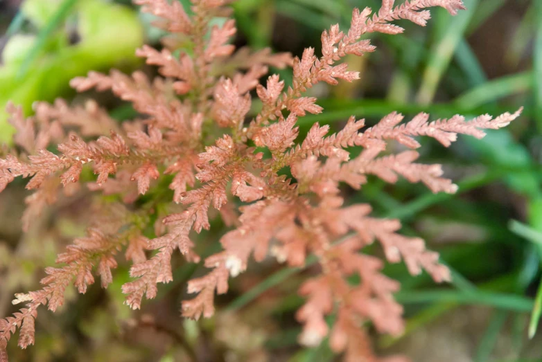 the texture of the foliage is brown and blurry