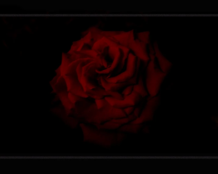 close up of a red rose in a black background