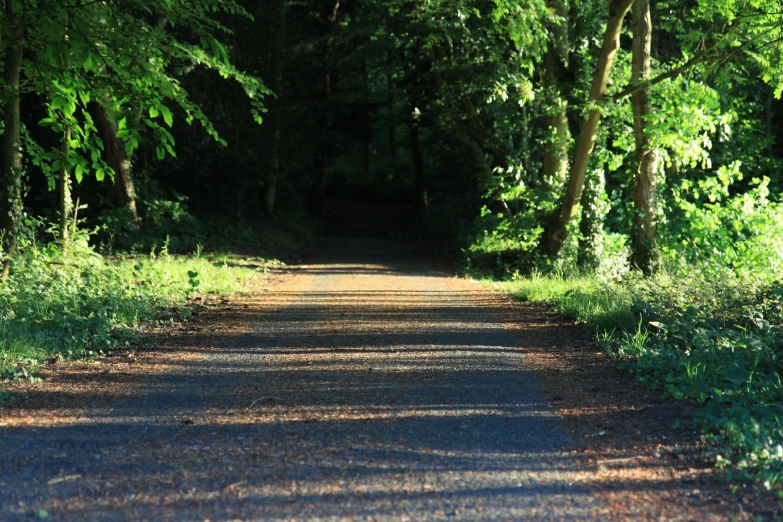 a wooded dirt road with trees and grass