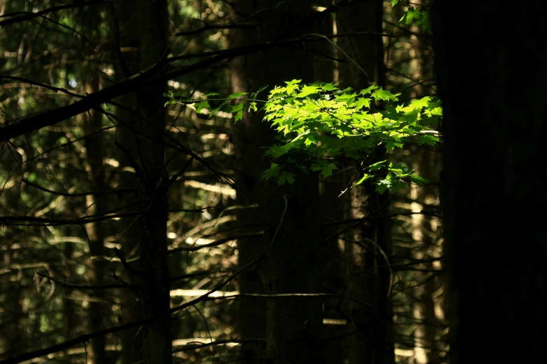 an evergreen tree in a forest covered in sun