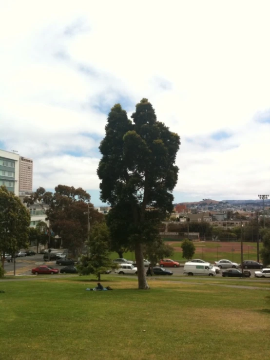 the large tree is standing in front of some cars