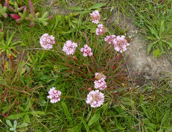 pink flowers and weeds growing in the grass