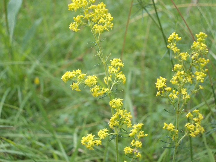 a close up view of some wild flowers in a grassy field