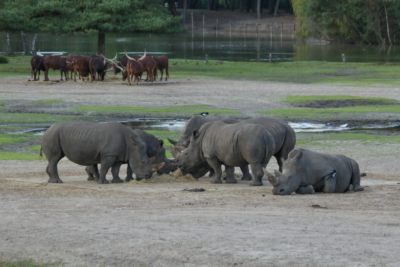 several rhinos eating grass and water in their enclosure