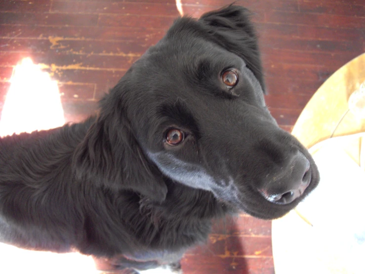 a dog looks intently at the camera with his eyes open