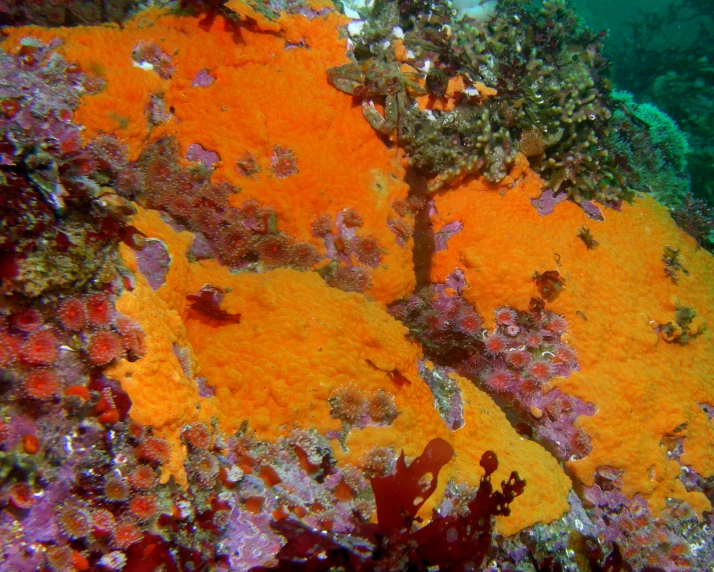 an orange and red coral with seaweed on it