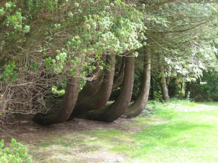 some large, dark trees in the middle of the woods