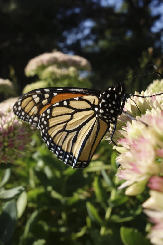 a monarch erfly perches on the tip of an open flower