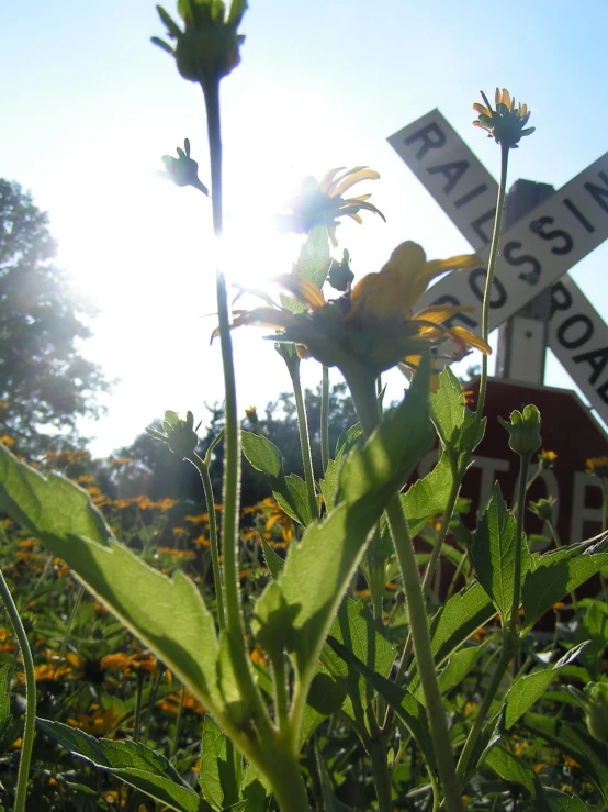 a yellow flower with two white sign posts behind it